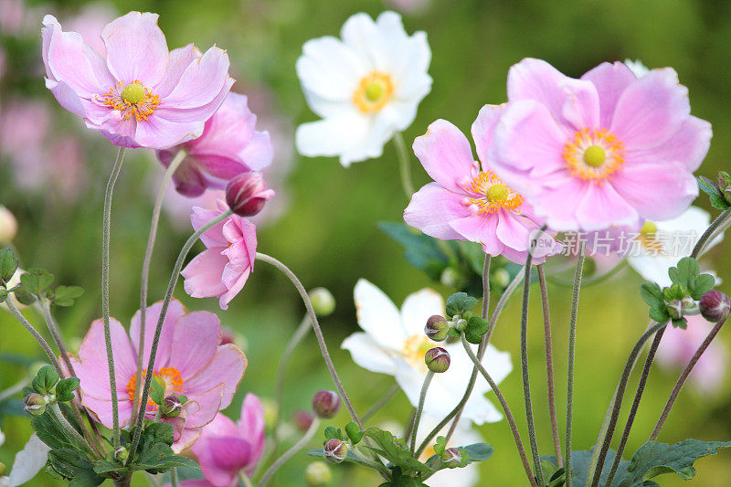 粉红色和白色的日本银莲花图案(anemone hybrida 'Elegans')